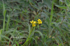 Senecio neelgherryanus